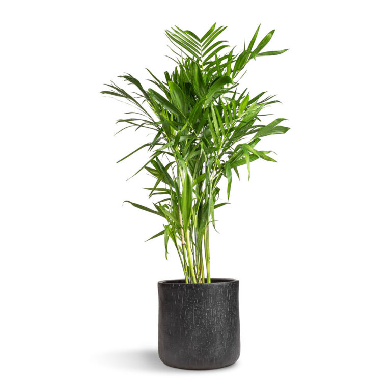 imgi_48_Chamaedorea-seifrizii-Bamboo-Palm-27x140cm-Raindrop-Round-Planter-Anthracite-34x32cm-5555_2000x
