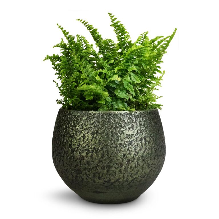 imgi_48_Nephrolepis-exaltata-Vitale-Compact-Sword-Fern-12x20cm-Noor-Plant-Pot-Velvet-Green-16x13cm_346610c6-9d51-4936-af7c-4ab20709583b_1600x