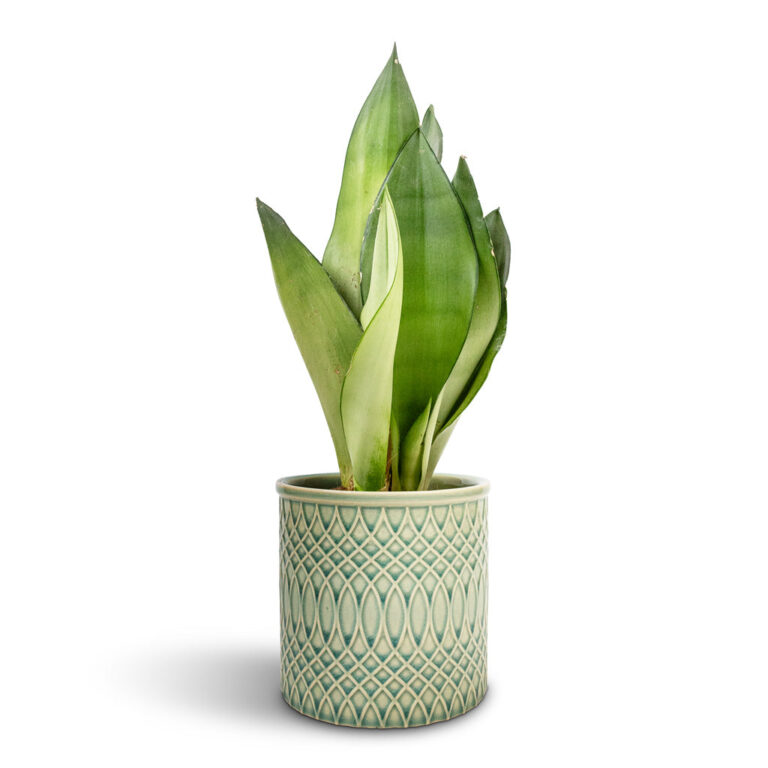 imgi_48_Sansevieria-trifasciata-Moonshine-Snake-Plant-9x25cm-Morocco-Plant-Pot-Jade-Green-Celadon-14x12cm_f5adea33-c400-4096-a128-55409dd47861_5000x