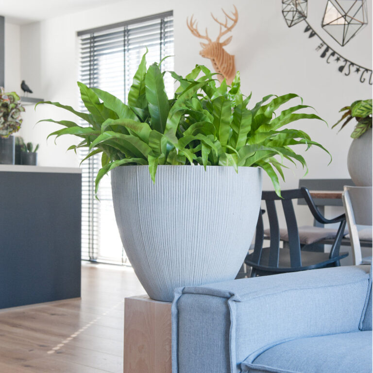 imgi_49_JesslynPlantPot-RidgedCement-2_2000x