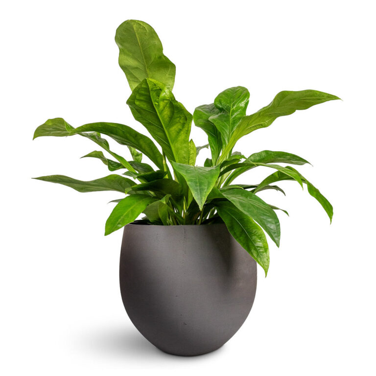imgi_50_Anthurium-elipticum-Jungle-Bush-24x60cm-Mini-Orb-Kevan-Plant-Pot-Black-Washed-39x35cm_1600x