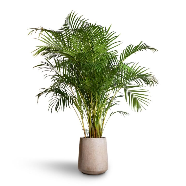 imgi_50_Chrysalidocarpus-lutescens-Areca-Palm-27x150cm-Raindrop-Tube-High-Round-Planter-Stone-37x42cm_9db64fd6-6e98-473e-a47c-c92a8cde869b_2000x