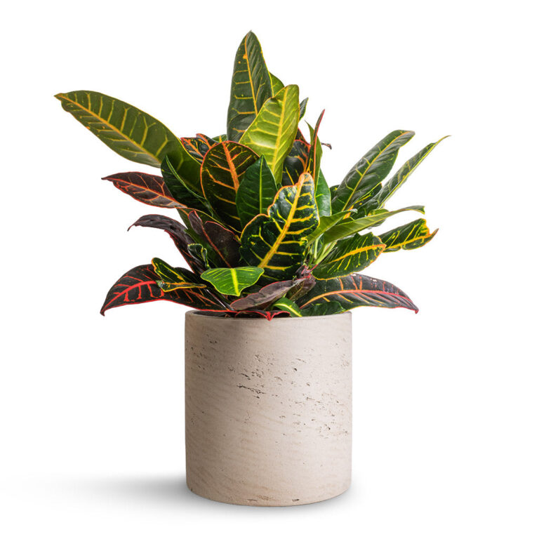 imgi_50_Codiaeum-Petra-Croton-17x45cm--Puk-Plant-Pot-Grey-Washed-20x20cm_326d2f71-9373-4f0c-98dc-17e3a13ff2b3_2000x