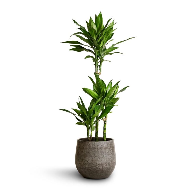 imgi_50_Dracaena-fragrans-Janet-Lind-Multi-Stem-21x100-Esra-Plant-Pot-Mystic-Grey-26x26cm_2cb21ad3-c76c-4faf-ad18-0c10f2d13d65_1600x