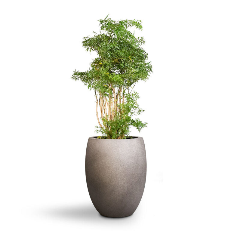 imgi_50_Polyscias-Ming-Aralia-Ming-24x80cm-Grigio-Tall-Balloon-Planter-Natural-Concrete-40x50cm-1_c61e6f54-217e-409c-a403-f5ac0358c30e_500
