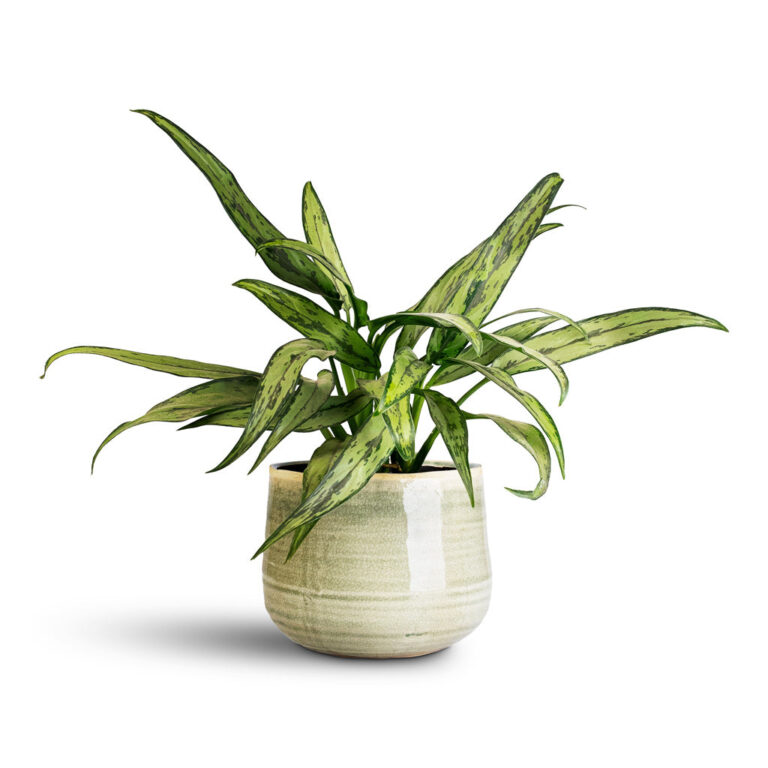 imgi_51_Aglaonema-Cutlass-12x35cm-Iris-Pot-Mint-26x21cm_2000x