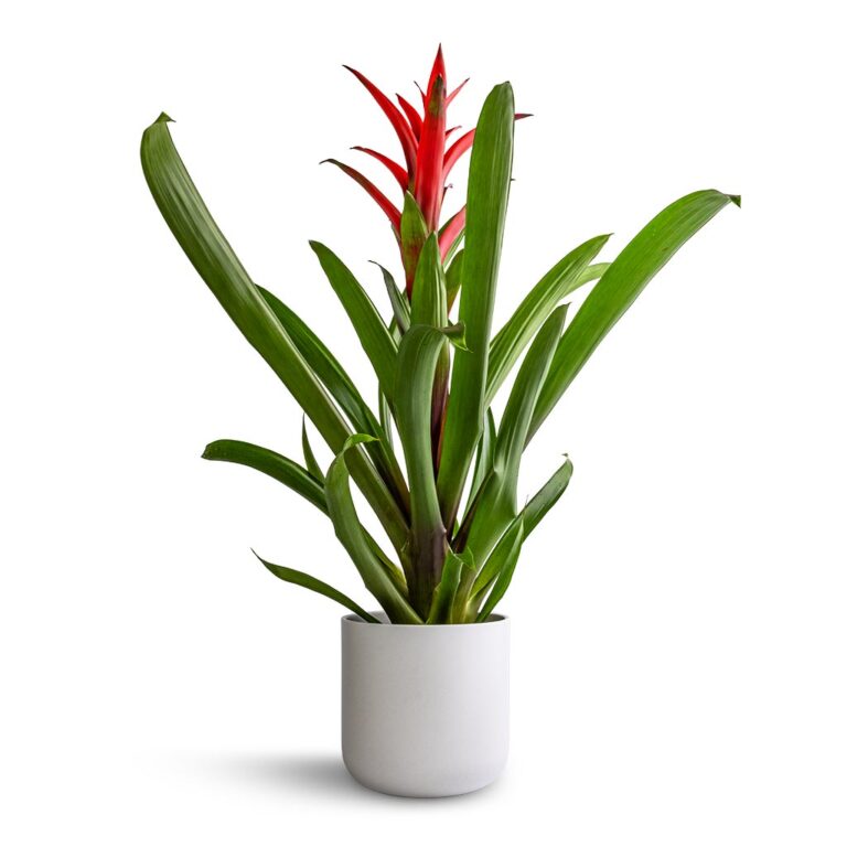 imgi_51_Guzmania-Lingulata-Amaretto-Red-Bromeliad-13x55cm-Lisbon-Plant-Pot-White-15x15cm_1600x