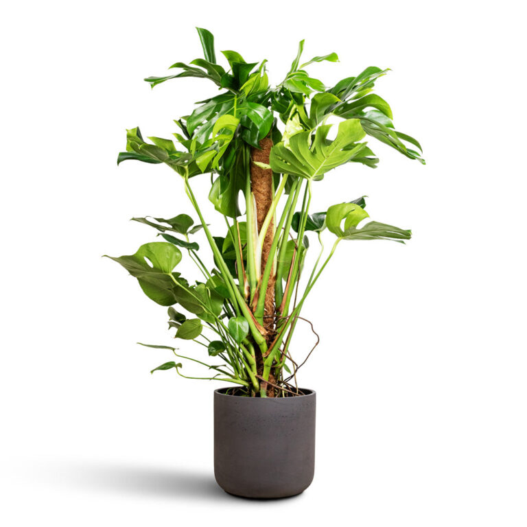 imgi_52_Monstera-deliciosa-Moss-Pole-27x120cm-Charlie-Pot-Black-Washed-32x31cm_2000x