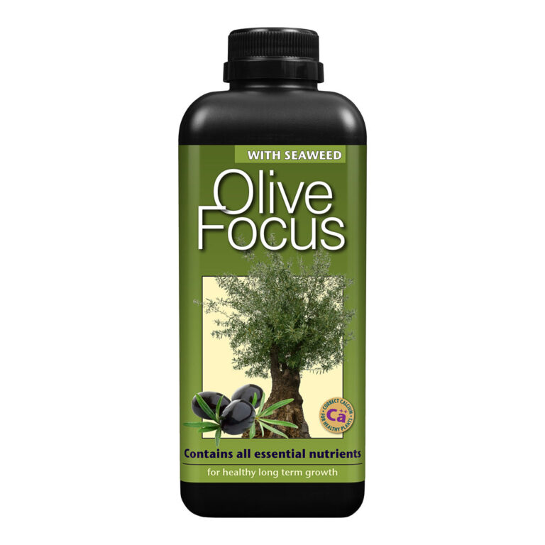 imgi_52_Olive-Focus-1-litre_bba27e3b-1ca1-486a-b75f-8942414ee266_2000x