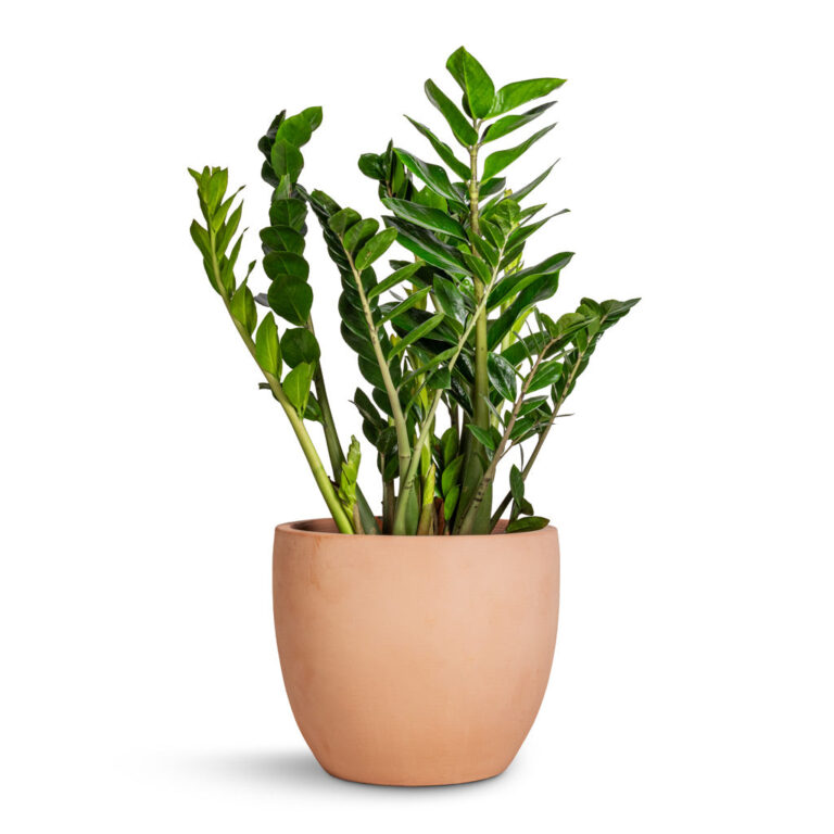 imgi_52_Zamioculcas-zamiifolia-ZZ-Plant-27x100cm-Terracotta-Plant-Pot-38x33cm_95f398d2-dec7-49bc-a69e-cd2e85772cb5_2000x