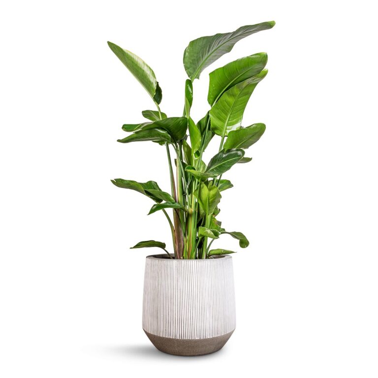 imgi_53_Strelitzia-nicolai-Giant-White-Bird-of-Paradise-29x140cm-Harith-Plant-Pot-Ridged-White-Stripe-42x38cm_5c45ee41-66ef-4c3b-b30c