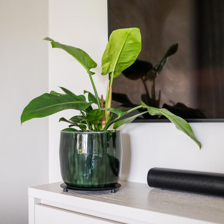 imgi_54_Babet-Pine-1_2000x