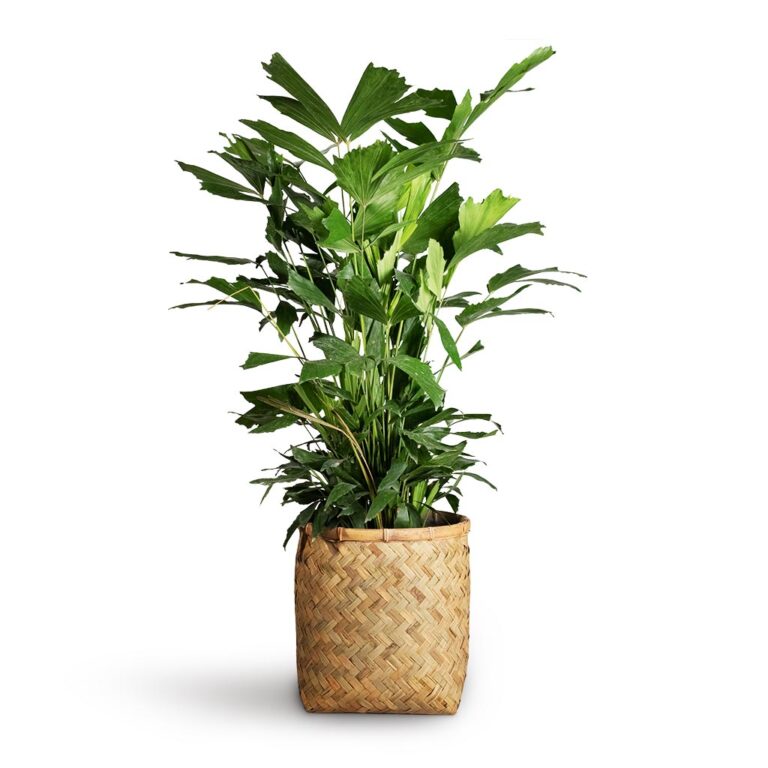 imgi_54_Caryota-mitis-Fish-Tail-Palm-24x115cm-Zayn-Bamboo-Planter-31
