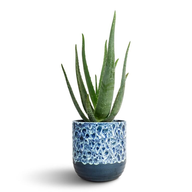 imgi_54_bad07555c1c4e13771331e5e4100e872