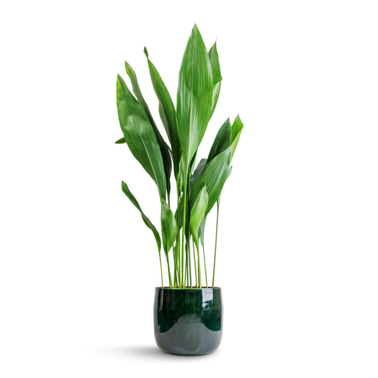 imgi_55_Aspidistra-Cast-Iron-Plant-24x110cm-Babet-Plant-Pot-Pine-27x23cm_7e7a82c5-86b2-41b4-ad1b-469fe876de35_2000x