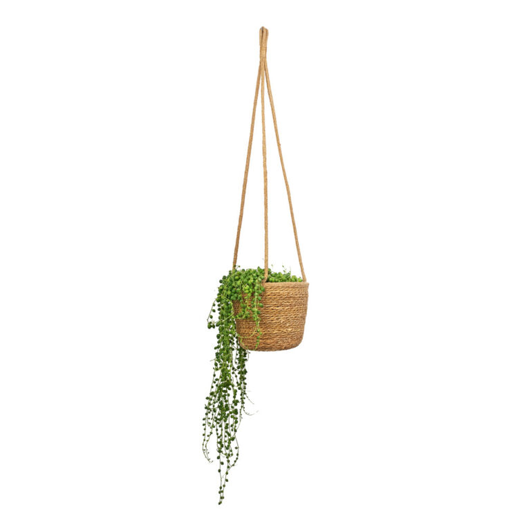 imgi_55_Senecio-rowleyanus-String-of-Pearls-14x30cm-Igmar-Hanging-Plant-Basket-Natural-17x14cm-2_5000x