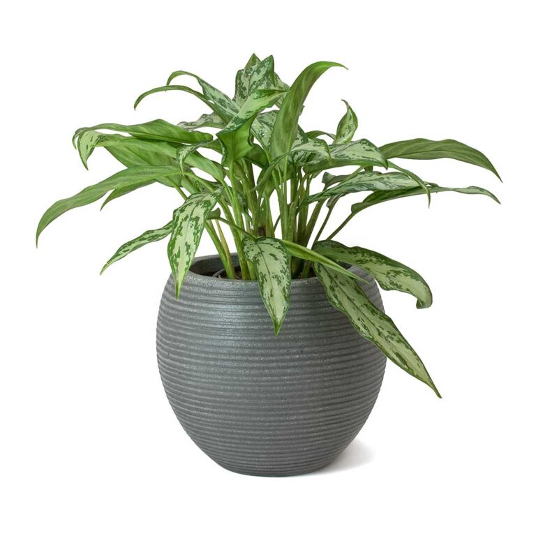 imgi_56_Aglaonema-Maria-Christina-Chinese-Evergreen-Abby-Ball-Plant-Pot-Dark-Grey_b1d19f5c-4653-4e35-ab1f-840c290d3c8f_5000x