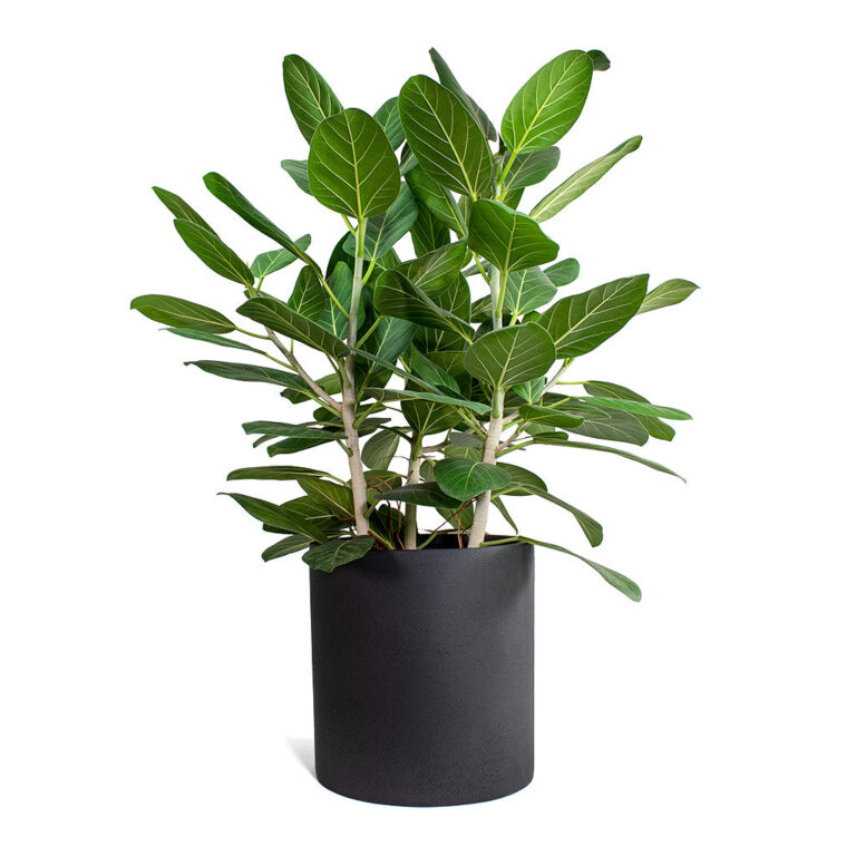 imgi_56_Ficus-benghalensis-Audrey-Bengal-Fig-Max-Refined-Planter-Volcano-Black-STL_5000x