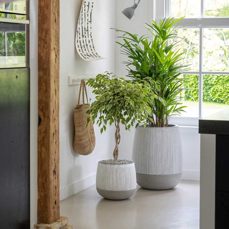 imgi_56_Ridged-Pax-Perry-Planters-White-Stripe_5000x