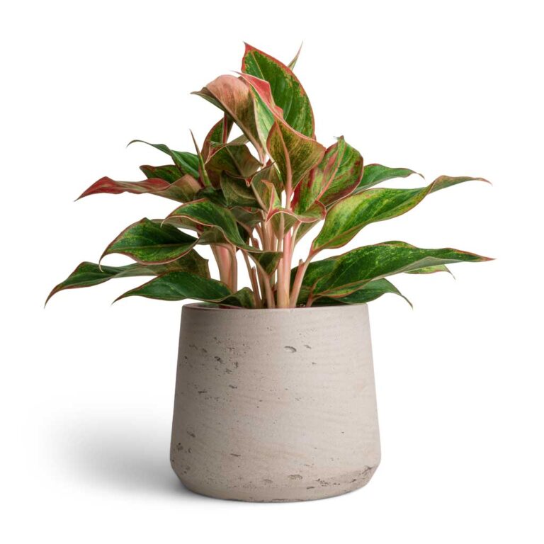 imgi_57_Aglaonema-Crete-Chinese-Evergreen-12x25cm-Patt-Plant-Pot-Grey-Washed-17x14cm_f39e2768-c6d7-47d0-b311-796d43a3a28c_1600x