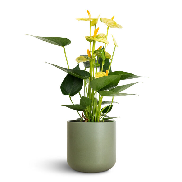 imgi_57_Anthurium-Flamingo-Flower-Vanilla-12x40cm-Lisbon-Plant-Pot-Sage-13x13cm_9a954f79-3b56-42cc-a401-60138628ba13_2000x