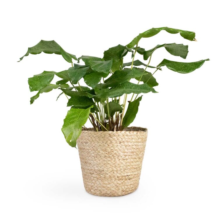 imgi_57_Calathea-musaica-Network-12x30cm-Selin-Plant-Basket-Jute-18x16cm-2_1bc94b0d-b877-428f-ae0e-287d6b313c70_2000x