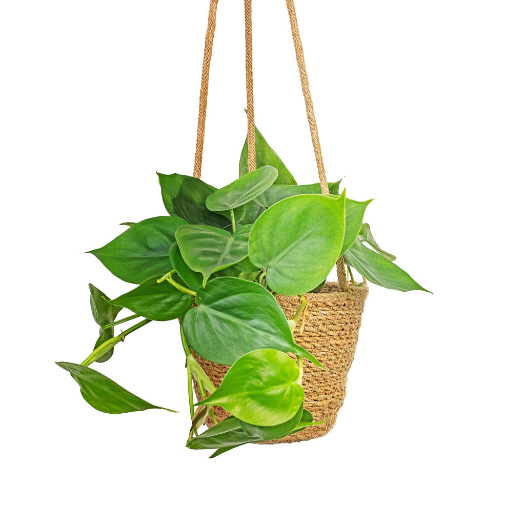 imgi_57_Philodendron-scandens-Sweetheart-Plant-15x30cm-Igmar-Hanging-Plant-Basket-Natural-17x14cm_c03007ba-5849-4d26-87eb-d4b9c1aeff08_500