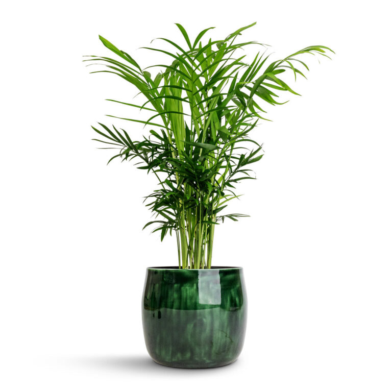 imgi_58_Chamaedorea-elegans-Parlour-Palm-12x40cm-Babet-Plant-Pot-Pine-14x12cm_2000x