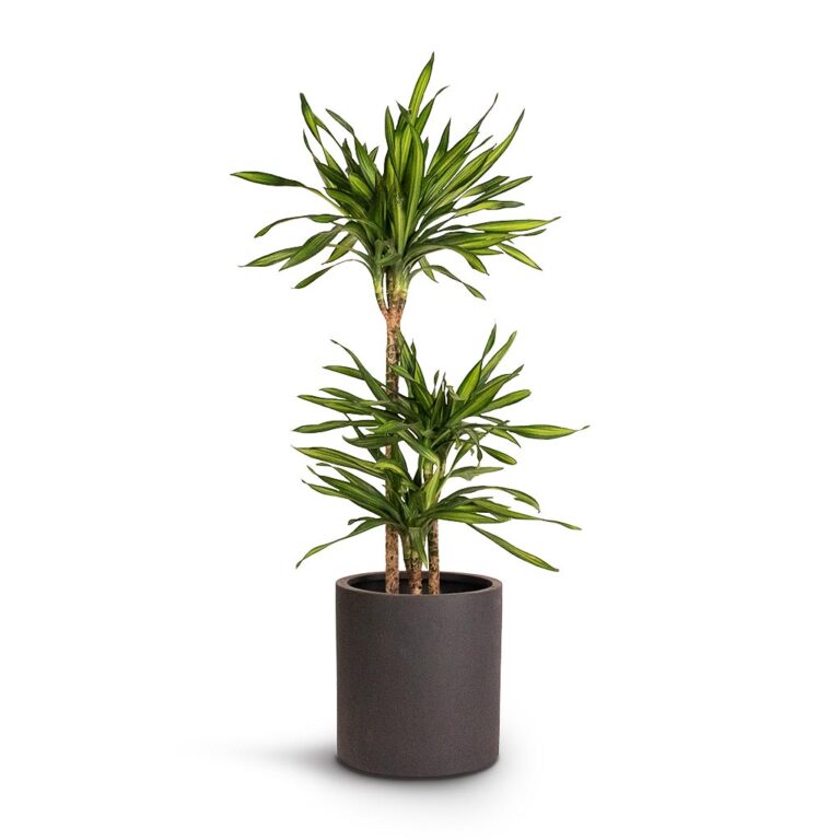 imgi_58_Dracaena-fragrans-Riki-Multi-Stem-21x100cm-_3stems_-Max-Refined-Planter-Volcano-Black-29x29