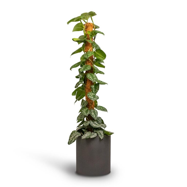 imgi_59_Epipremnum-Trebie-Satin-Pothos-Trebie-Moss-Pole-24x120cm-Pot-Max-Refined-Planter-Volcano-Black-29x29