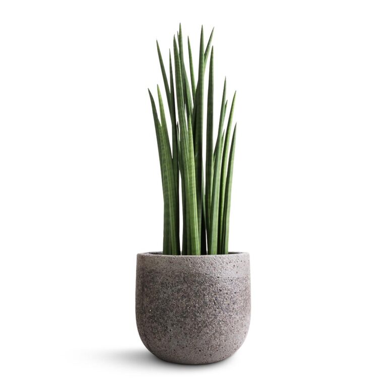 imgi_59_Sansevieria-cylindrica-Spikes-Cylindrical-Snake-Plant-19x70cm-Cody-Cement-_-Stone-Plant-Pot-Granite-Grey-25x24cm_afc404fb-dca3-4f12-82c3-b16