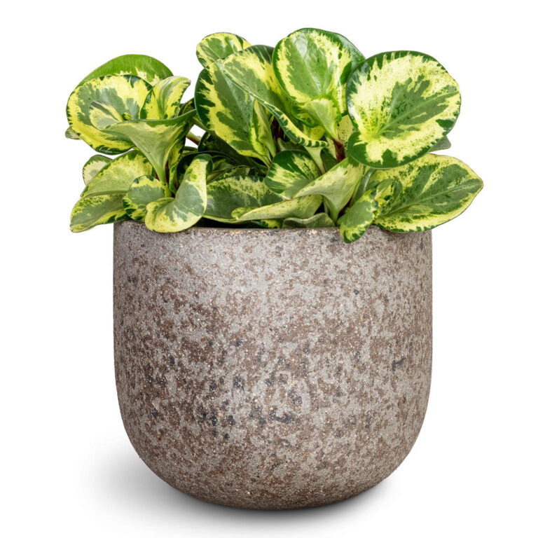 imgi_60_Peperomia-obtusifolia-Golden-Gate-Baby-Rubber-Plant-20x40cm-Cody-Cement-_-Stone-Plant-Pot-Granite-Grey-25x22cm_5000x