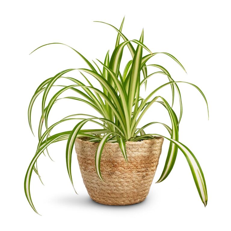 imgi_61_Chlorophytum-Vittatum-Spider-Plant-12x35cm-Selin-Plant-Basket-Jute-15x12cm_4de1af7a-dbff-4832-a710-ab20c32c0ccf_5000x