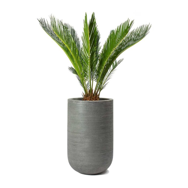 imgi_61_Cycas-revoluta-Sago-Palm-Cody-Plant-Vase-Ridged-Cement_47904c26-14f0-4d16-850b-8f63823a40a6_5000x