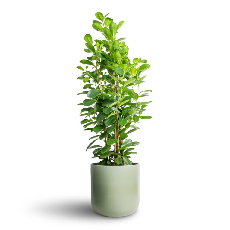 imgi_61_Ficus-Moclame-Indian-Laurel-24x90cm-Lisbon-Plant-Pot-Sage-26x26cm_2000x