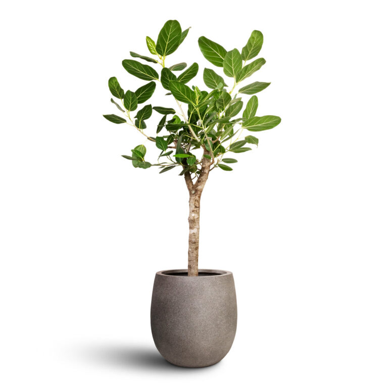 imgi_61_Ficus-benghalensis-Audrey-Bengal-Fig-Straight-Stem-30x140cm-Grigio-Balloon-Plant-Pot-Natural-Concrete-42x42cm_f1f0aa89-2efe-4d44-ac1d-