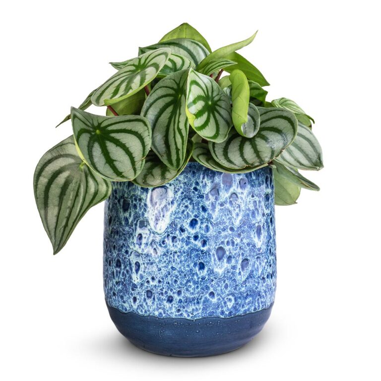imgi_61_Peperomia-argyreia-Watermelon-Peperomia-12x20cm-26-Ocean-Glaze-Plant-Pot-Sapphire-16x16cm_5000x