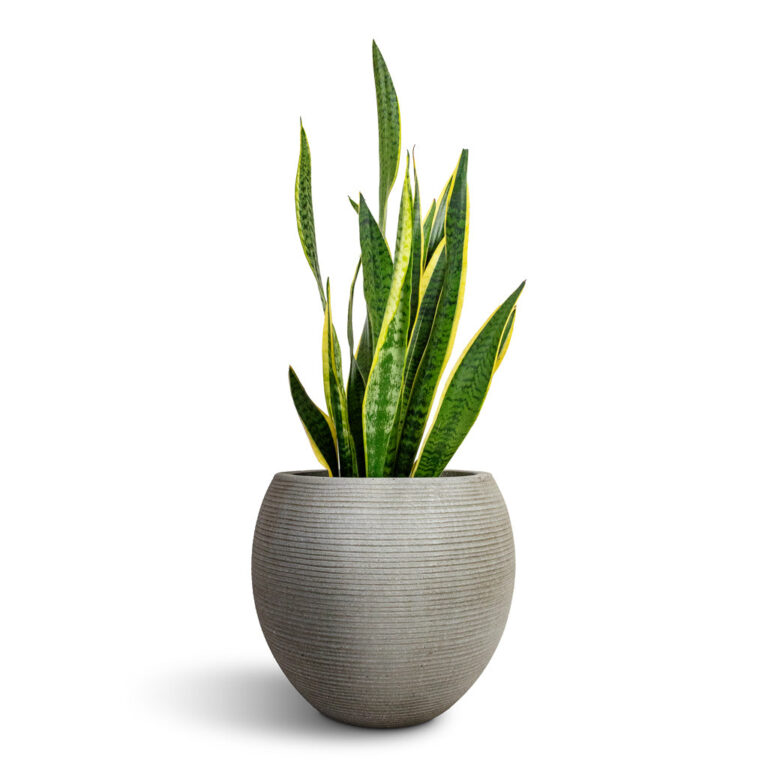 imgi_61_Sansevieria-trifasciata-Laurentii-Variegated-Snake-Plant-21x90cm-Abby-Ball-Plant-Pot-Ridged-Cement-35x30cm-1_610330eb-1e7f-49dc-97a0-