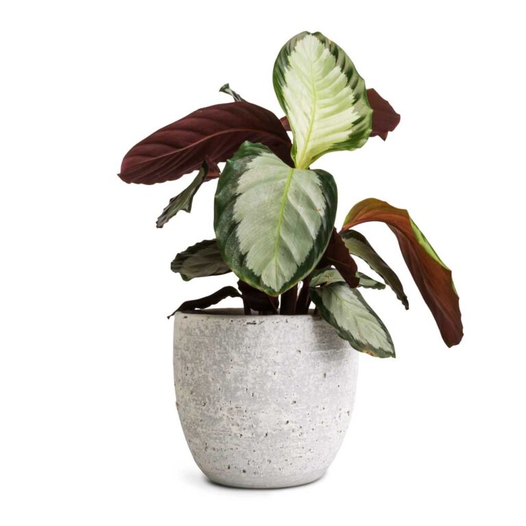 imgi_62_Calathea-picturata-Argentea-12x40cm-Cas-Plant-Pot-Cool-Grey-17x15cm_ee58685f-91a9-44a7-87ee-143d52045cc9_5000x