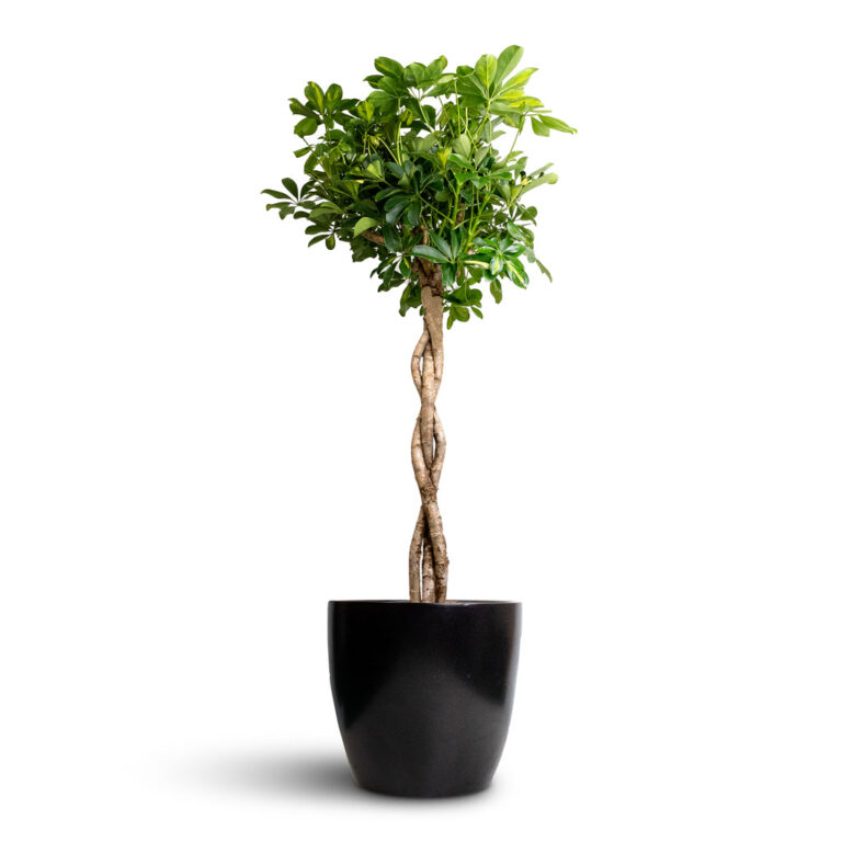 imgi_62_Schefflera-arboricola-Gold-Capella-Dwarf-Umbrella-Tree-Twisted-Stem-30x120cm-Sven-Plant-Pot-Black-33x28cm_c4a13846-ed04-44db-b45e-17f1