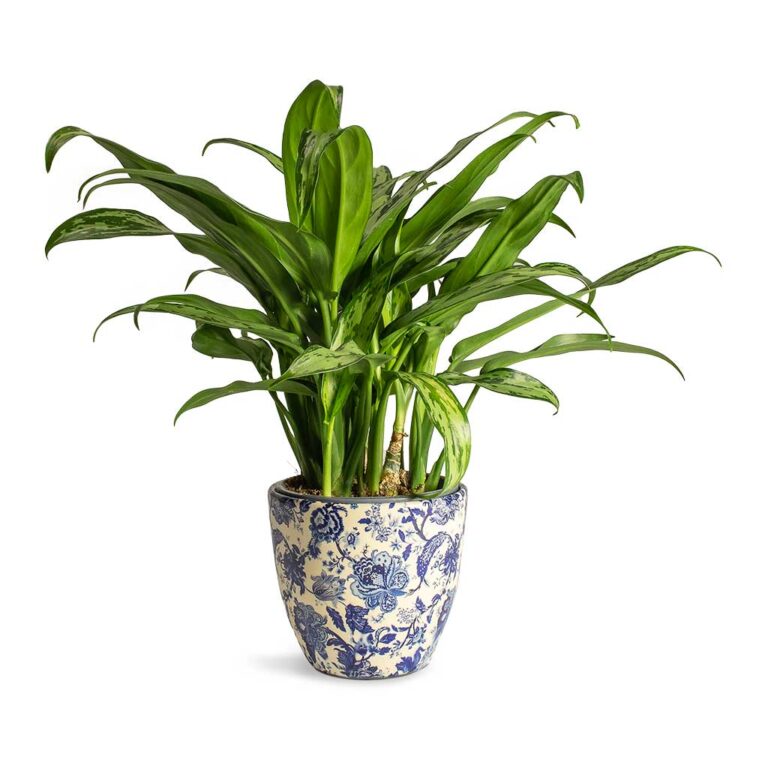 imgi_63_Aglaonema-Cutlass-Chinese-Evergreen-Houseplant-12x35cm-Monza-Plant-Pot-Vintage-Blue-13x12cm_4a1df5de-3eb7-46b8-97c8-9ca0d17cbf