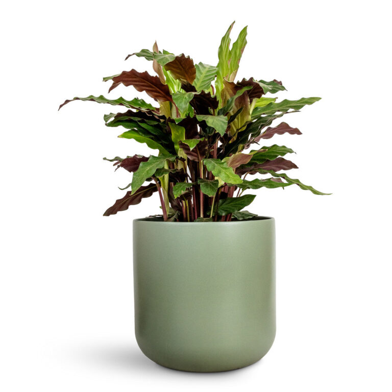 imgi_64_Calathea-rufibarba-Velvet-Calathea-19x90cm-Lisbon-Plant-Pot-Sage-24x24cm_2000x