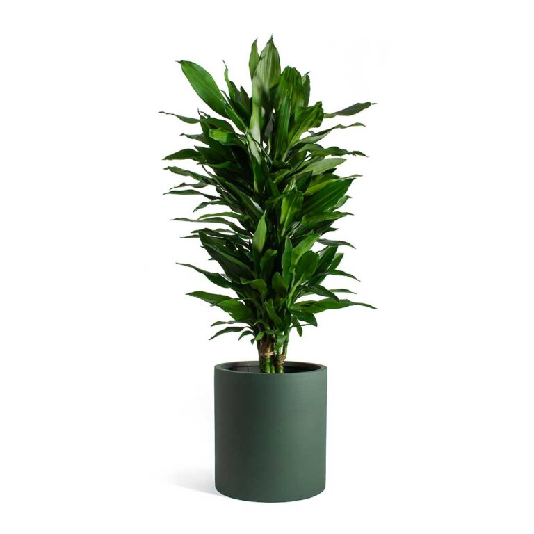 imgi_64_Dracaena-fragrans-Janet-Lind-Max-Refined-Planter-Pine-Green_5000x