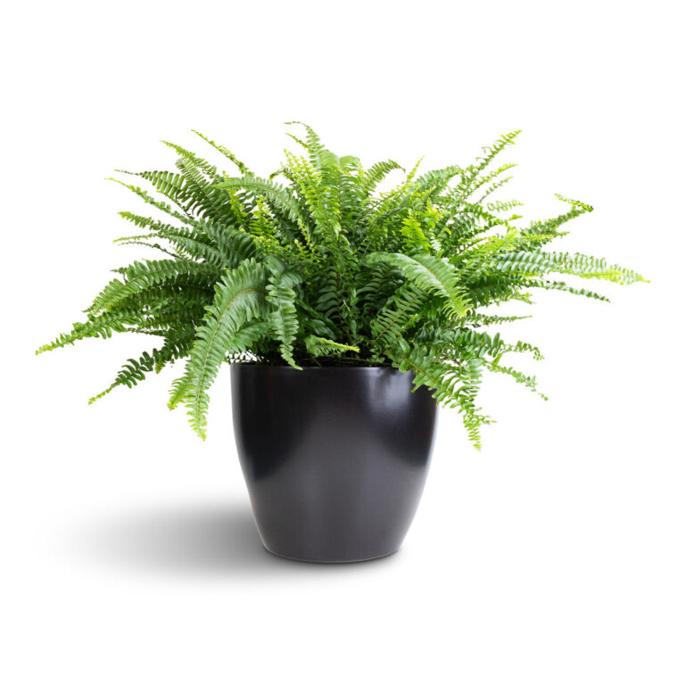 imgi_64_Nephrolepis-exaltata-Bostoniensis-Boston-Fern-26x75cm-Sven-Plant-Pot-Black-33x28cm-1_bbd04ea8-28a2-43f6-8973-1573d1d00b7b_5000x
