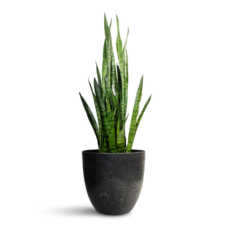 imgi_64_Sansevieria-zeylanica-Snake-Plant-21x100cm-Bola-Artstone-Plant-Pot-Black-33x29cm_2ef61f81-7bcc-4c16-83ea-e719a9fd9d3d_2000x