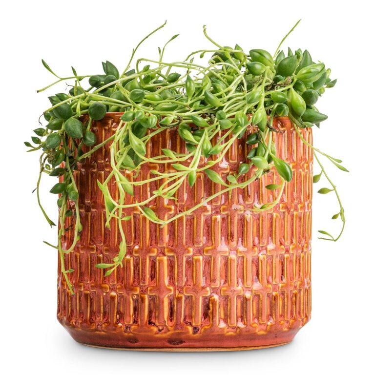 imgi_64_Senecio-herreianus-String-of-Beads-12x20cm-Flor-Plant-Pot-Orange-14x12cm_2000x