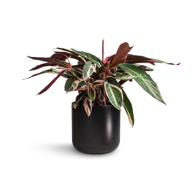 imgi_64_Stromanthe-sanguinea-Triostar-19x70cm-Lisbon-Plant-Pot-Anthracite-21x21cm_2000x