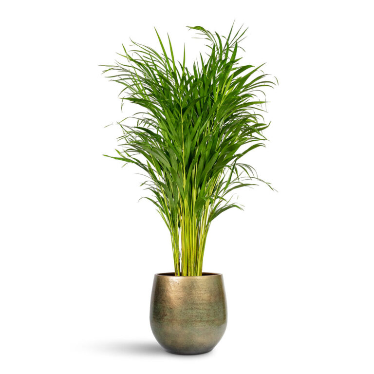 imgi_65_Chrysalidocarpus-lutescens-Areca-Palm-24x130cm-Esra-Plant-Pot-Shiny-Green-31x28cm_2000x