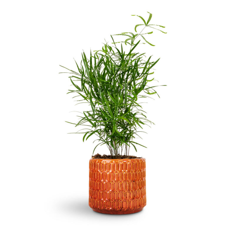 imgi_66_Asparagus-falcatus-Sicklethorn-12x40cm-Flor-Plant-Pot-Orange-14x12cm_2000x