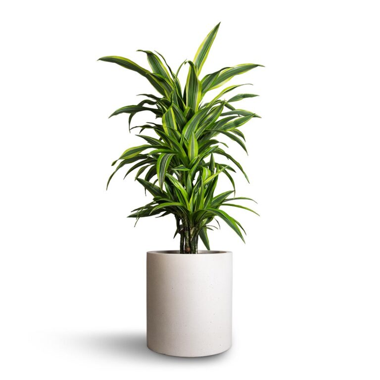 imgi_67_Dracaena-fragrans-Lemon-Lime-Branched-21x70cm-Max-Refined-Planter-Natural-White-29x29
